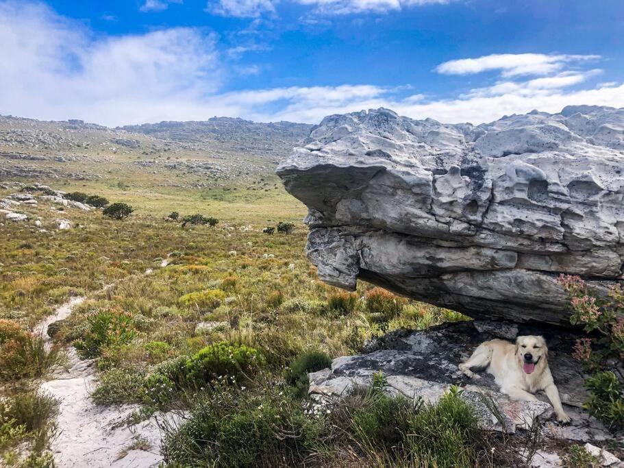 Serene Hide-Away With Ocean Views. Cape Town Eksteriør bilde