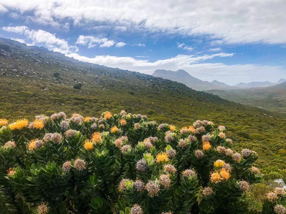 Serene Hide-Away With Ocean Views. Cape Town Eksteriør bilde